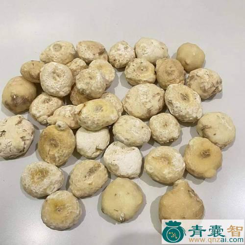 中药材天南星图片