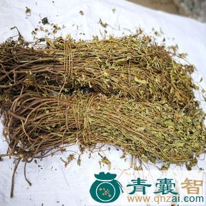 中药材天吊香图片