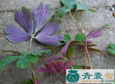 天奎草的性味归经以及功效用法和注意事项-青囊智