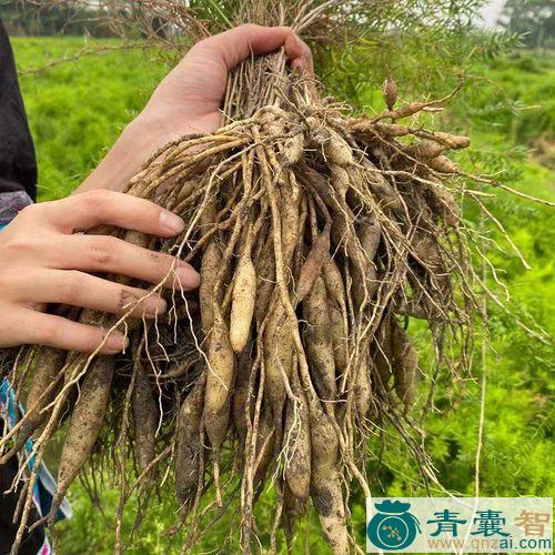 天性草根的性状性味归经以及功效用法-青囊智