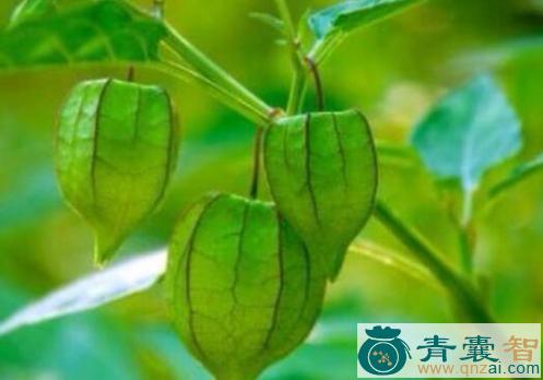 中药材天泡草铃儿图片