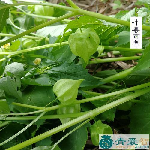 中药材天灯笼图片