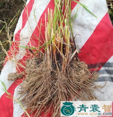 中药材天灯笼草根图片