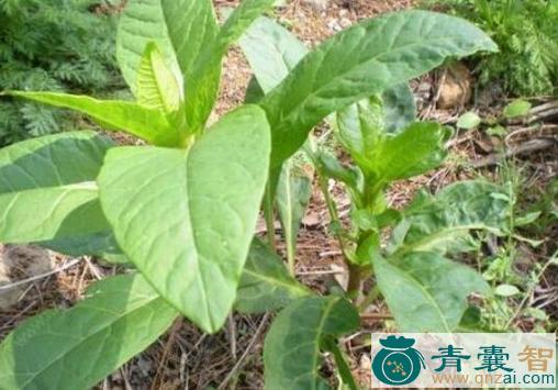 中药材天瓜叶图片