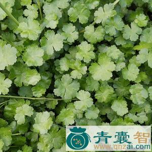 中药材天胡荽图片