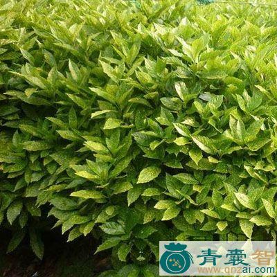 天脚板的性味归经以及功效用法-青囊智