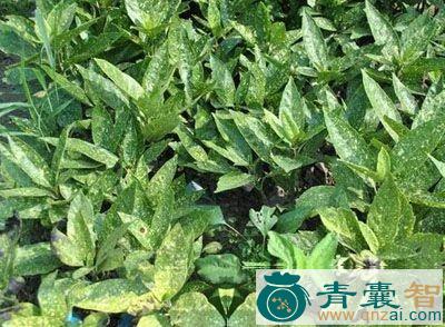 中药材天脚板根图片