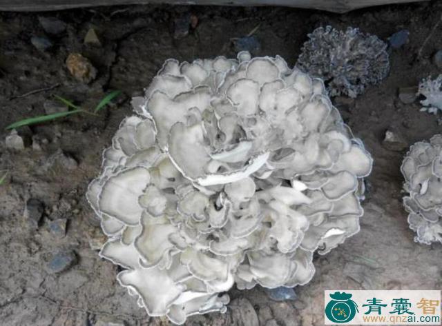 中药材天花菌图片