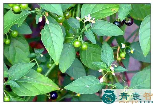 中药材天茄子图片