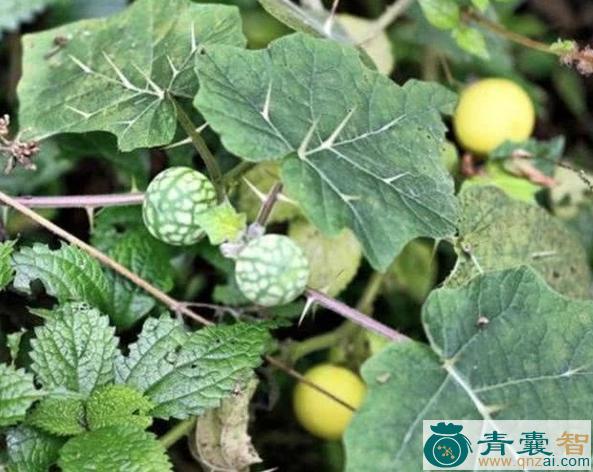 天茄苗儿的性状性味归经以及功效用法和注意事项-青囊智