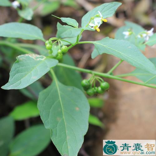 中药材天茄菜图片