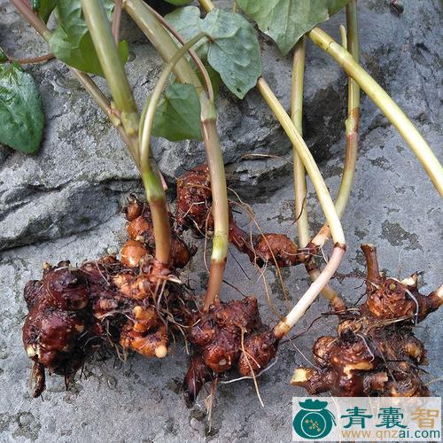 中药材天荞麦根图片
