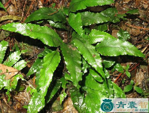 天蓝的性状性味归经以及功效用法-青囊智