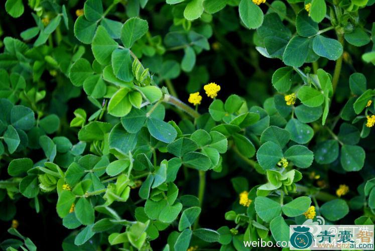 天蓝苜蓿的性味归经以及功效用法-青囊智