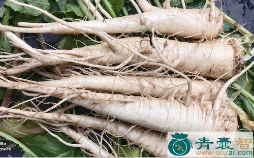 中药材天蔓菁图片