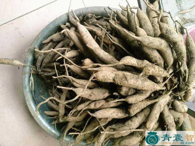 中药材天门草图片