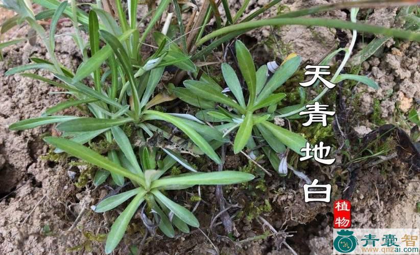 中药材天青地白扭图片