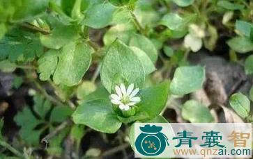 中药材天鹅枫图片