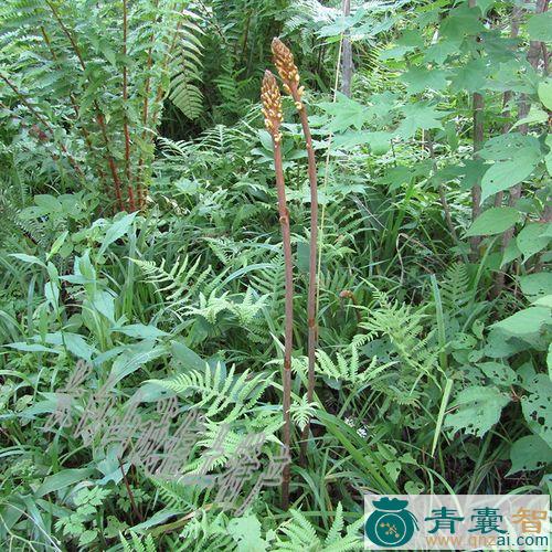 天麻茎叶的性味归经以及功效用法-青囊智