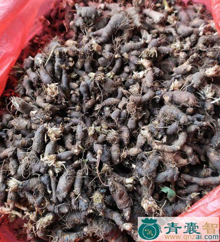 中药材天鼠图片
