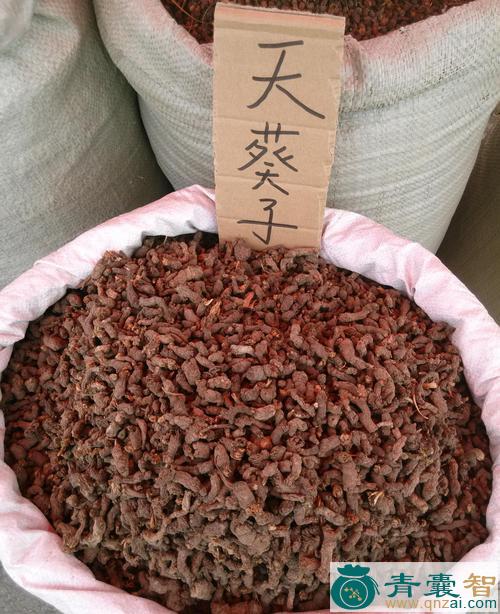 中药材天鼠屎图片