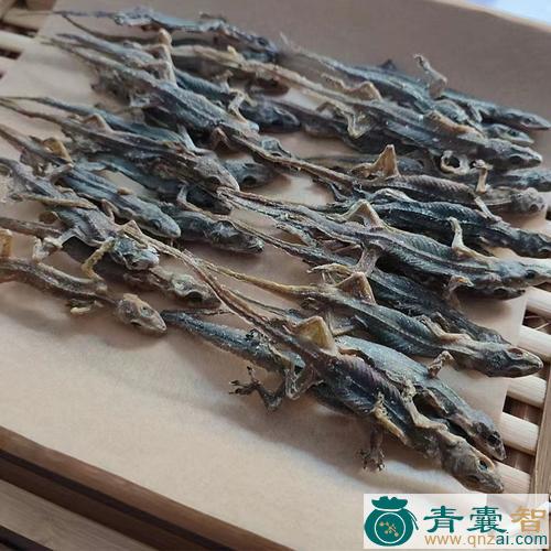 天龙的性状性味归经以及功效用法和注意事项-青囊智