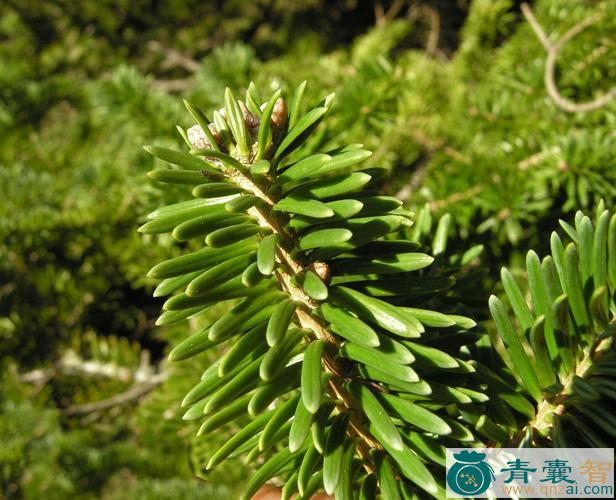 中药材太白冷杉图片