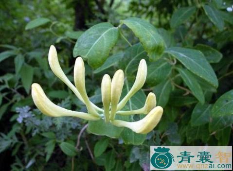 中药材太白花图片