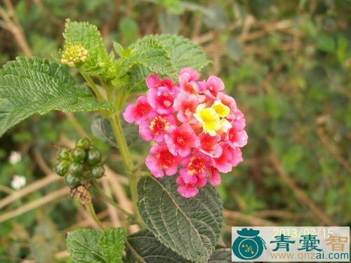 中药材头晕花图片