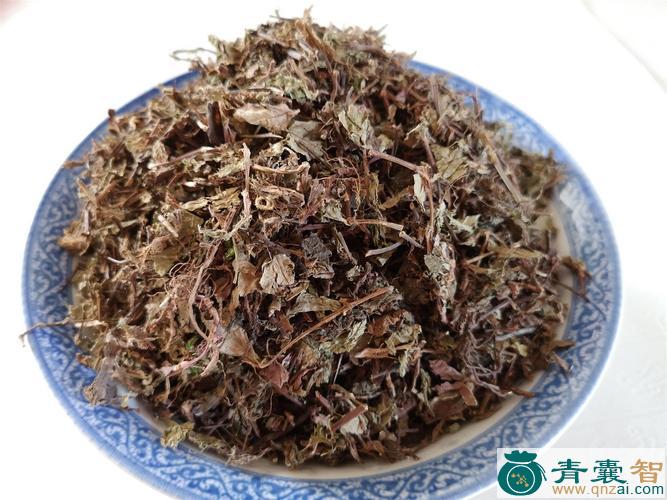 中药材头状蓼图片