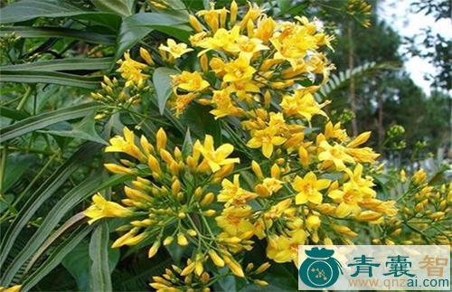 中药材头痛花图片
