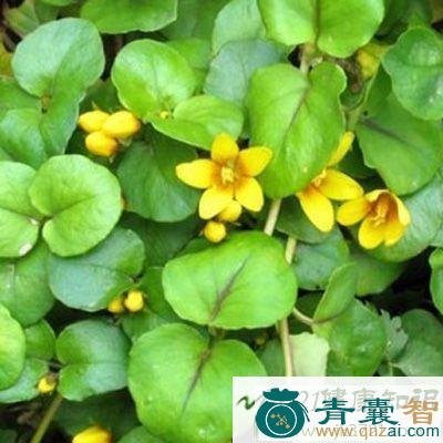 中药材头顶一朵花图片