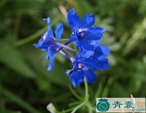 奇林飞燕草的性状性味归经以及功效用法-青囊智