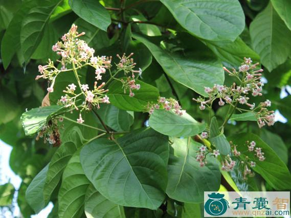 奎宁树的性味归经以及功效用法和注意事项-青囊智