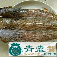 中药材奎龙鱼图片