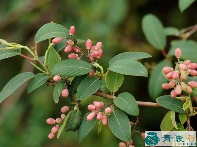 女儿红的性状性味归经以及功效用法-青囊智