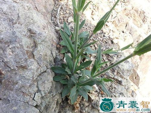 中药材女娄菜图片