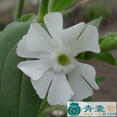 中药材女娄菜根图片