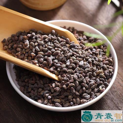 中药材女贞子图片