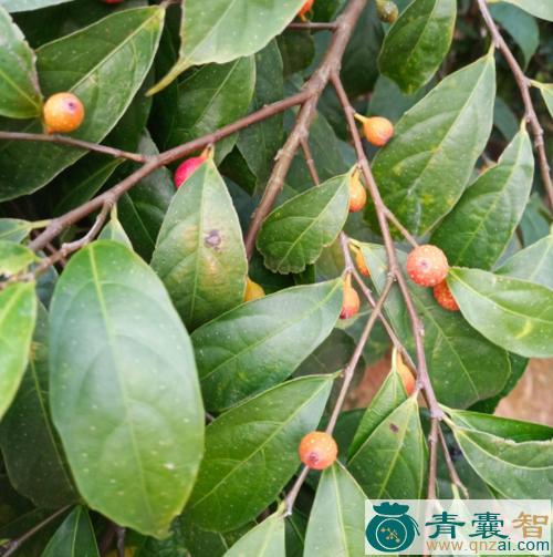 中药材奶树图片