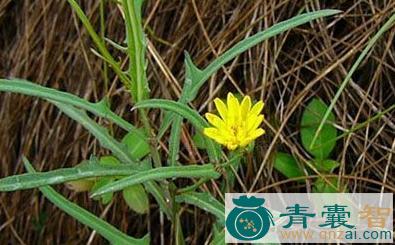中药材奶浆参图片