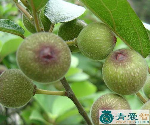 中药材奶浆果图片