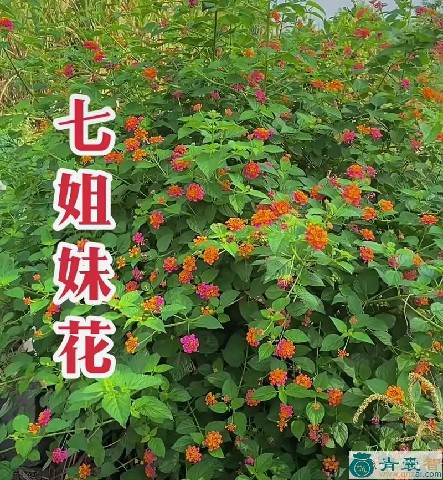 中药材姊妹花图片