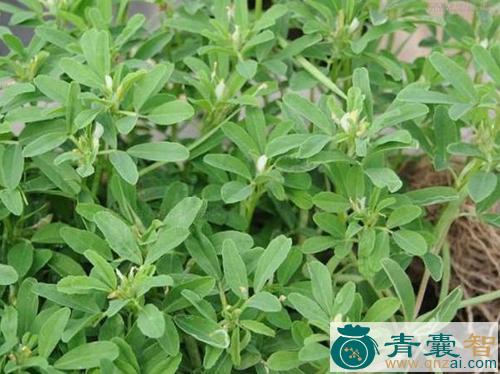 中药材姑巴草图片