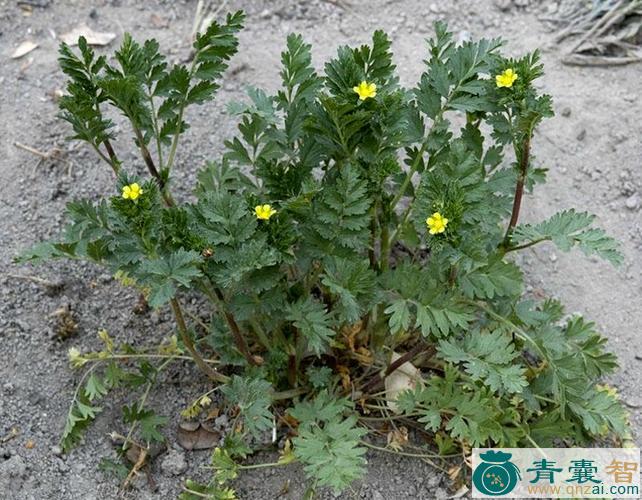 委陵菜的性状性味归经以及功效用法和注意事项-青囊智