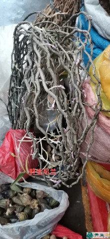 中药材姚女儿图片
