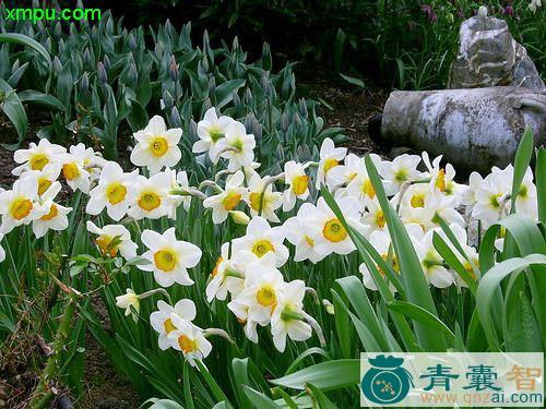 中药材姚女花图片