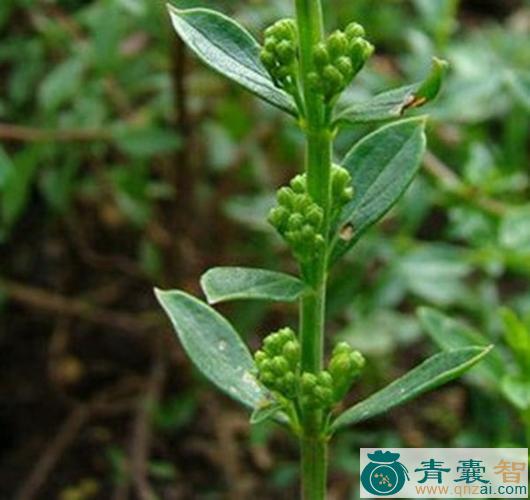 中药材姜味草图片
