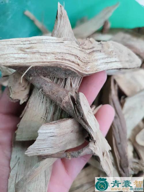 中药材姜桐子树根图片