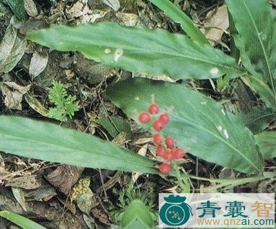 中药材姜汇图片